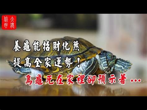 烏龜代表|【烏龜象徵意義】揭秘烏龜的象徵意義：從寓意到古老。